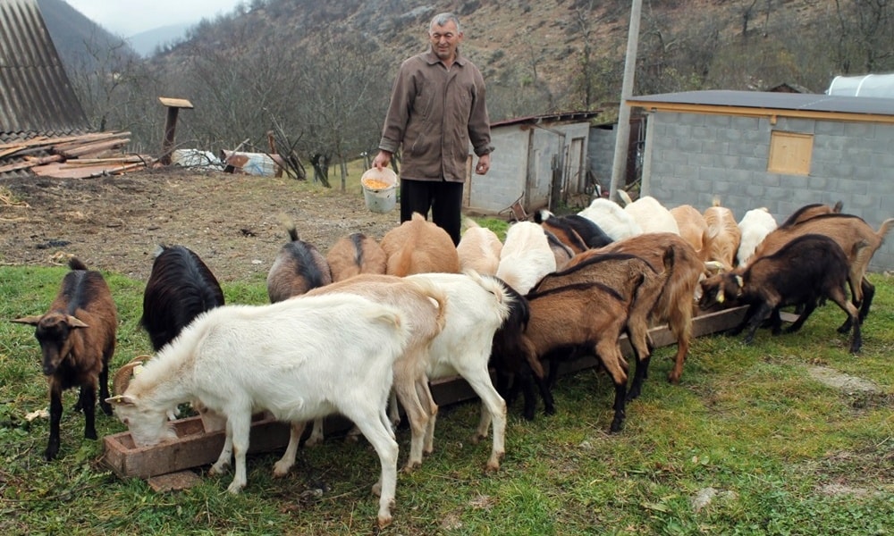 Паре и овчарима и козарима: На имању Раденка Боранијашевића