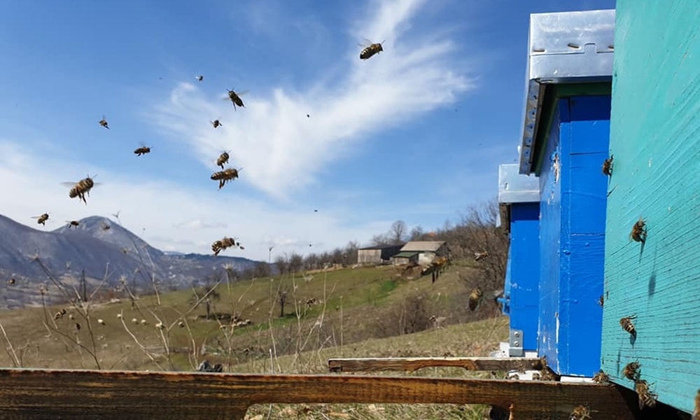 Помоћ и у набавци пчелињих друштава (Фото: М. Ковачевић/