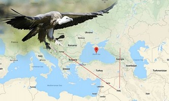 Живот за филмску причу: Мапа лета настрадалог орла (Фото: Profimedia, Google maps)