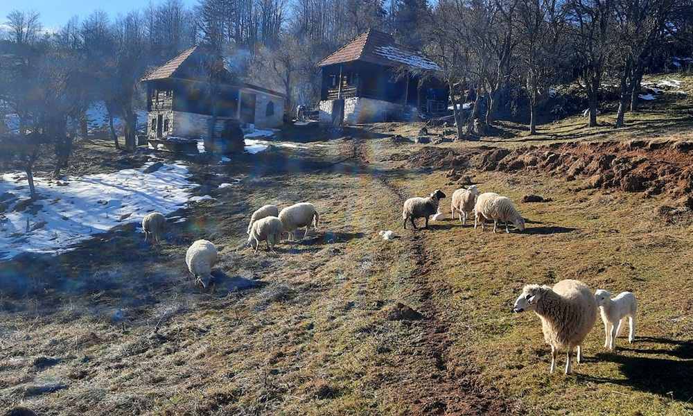 Зиме углавном без снега- стадо на Муртеници (Фото: Д. Спасојевић)