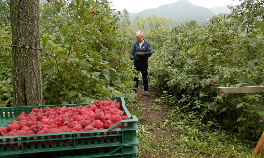 Род је доброг квалитета