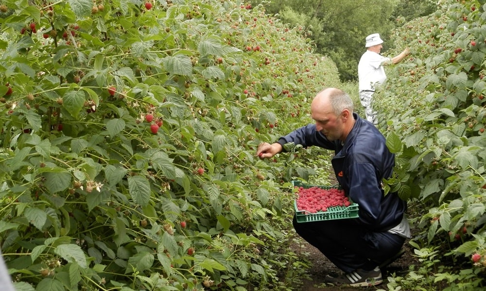 Берба стартовала 19. јуна: Бистрица, прошлог лета
