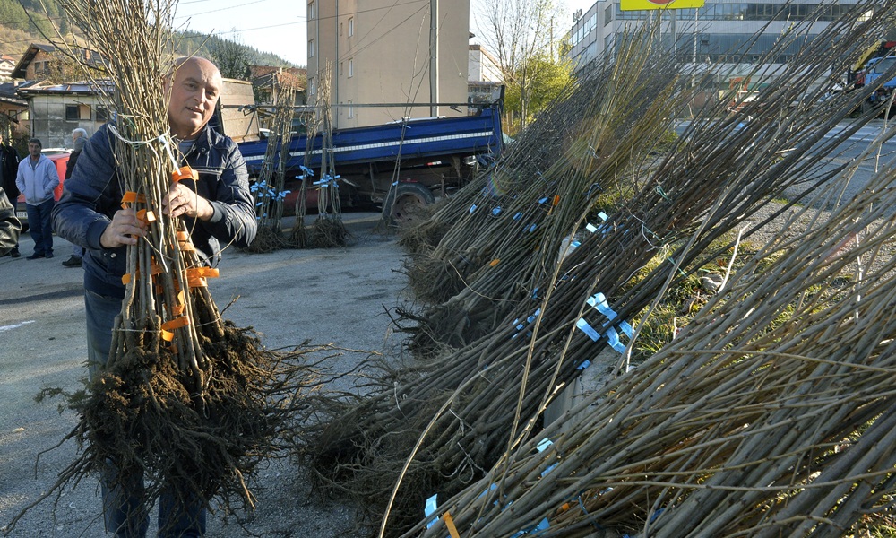 Подељено 850 садница