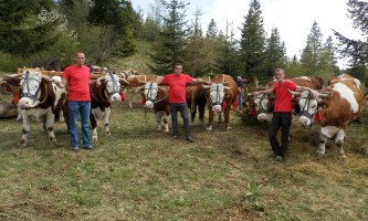 Биће јака конкуренција- организатори такмичења и њихове запреге