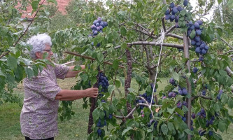 Родило за памћење-у воћњаку Срђана Лековића