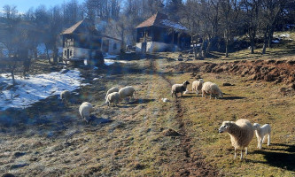 Зиме углавном без снега- стадо на Муртеници (Фото: Д. Спасојевић)