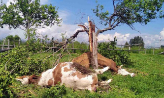 Крупна стока често страда од удара грома (Фото: Приватна архива)