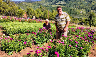 Миодраг и Милка Нијемчевић у свом цветњаку у Рутошима