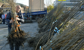Подељено 850 садница