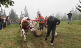 Први у обе конкуренције - једна од запрега Милана Жунића